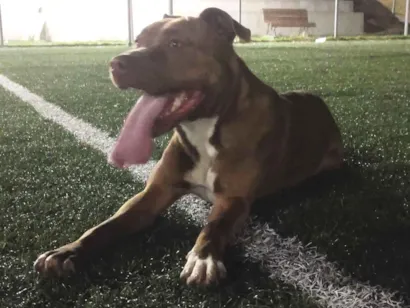 Cachorro raça Pit-Bull idade 2 anos nome Guren
