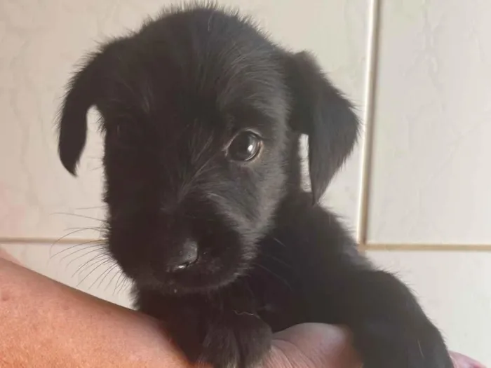 Cachorro raça SRD-ViraLata idade 2 a 6 meses nome Cafe