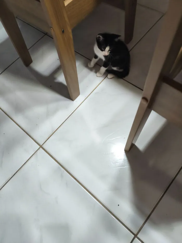 Gato raça SRD-ViraLata idade 2 a 6 meses nome Frajola 