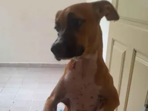 Cachorro raça SRD-ViraLata idade 2 a 6 meses nome Amora