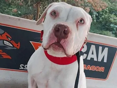 Cachorro raça Pit-Bull idade 4 anos nome Afrodite 