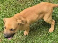 Cachorro raça SRD-ViraLata idade 2 a 6 meses nome Marron