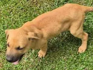 Cachorro raça SRD-ViraLata idade 2 a 6 meses nome Marron