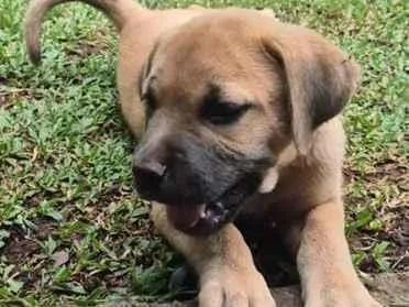 Cachorro raça SRD-ViraLata idade 2 a 6 meses nome Marronzão