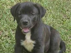 Cachorro raça SRD-ViraLata idade 2 a 6 meses nome Preta