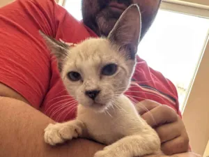 Gato raça Siamês idade 7 a 11 meses nome Gatinha 