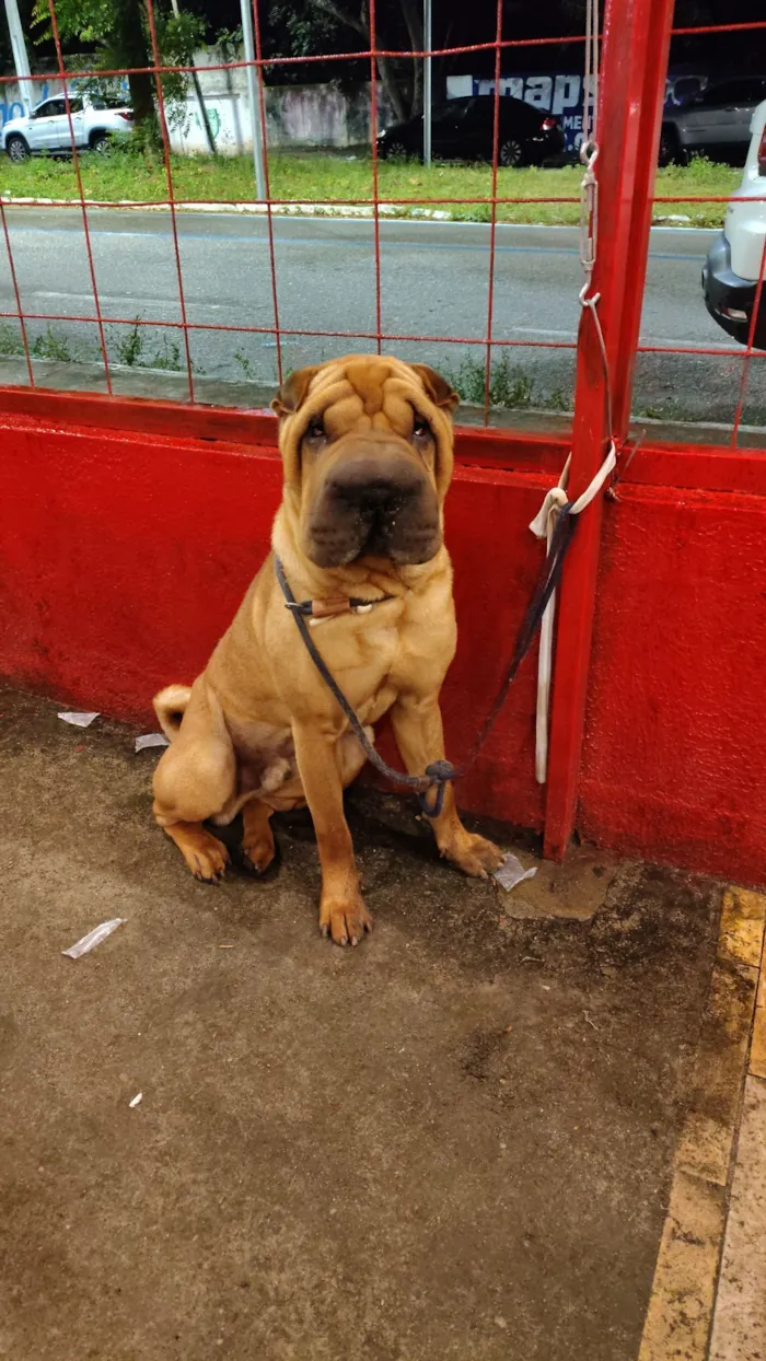 Cachorro raça Shar Pei idade 1 ano nome Lok