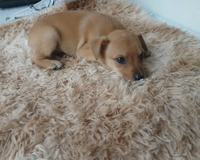 Cachorro raça SRD-ViraLata idade 2 a 6 meses nome Leca 