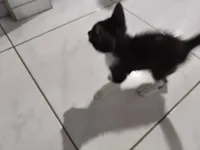 Gato raça SRD-ViraLata idade 2 a 6 meses nome Frajola 