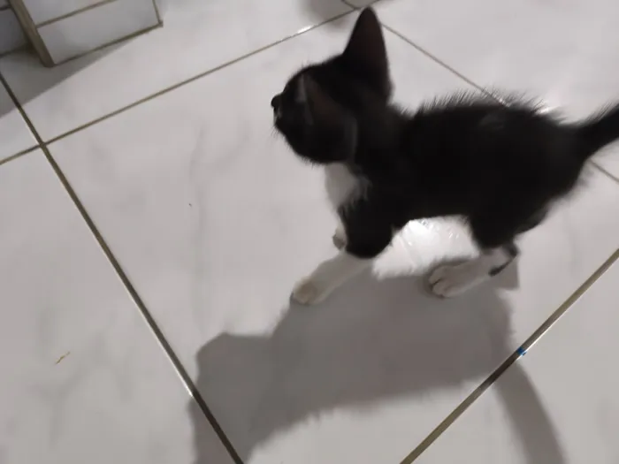 Gato raça SRD-ViraLata idade 2 a 6 meses nome Frajola 