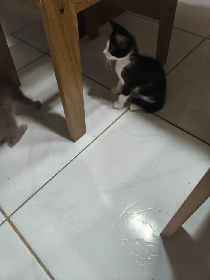 Gato raça SRD-ViraLata idade 2 a 6 meses nome Frajola 