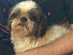 Cachorro raça Shitzu idade 5 anos nome Thor 