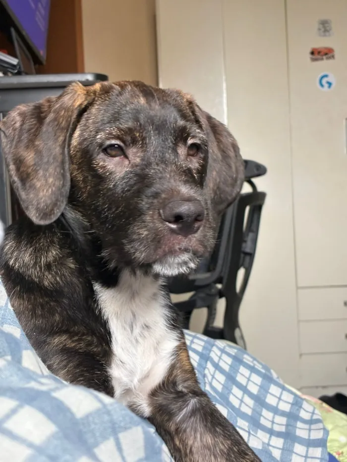 Cachorro raça SRD-ViraLata idade 2 a 6 meses nome Pitucha