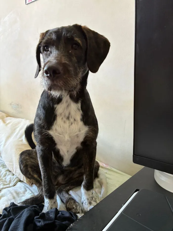 Cachorro raça SRD-ViraLata idade 2 a 6 meses nome Pitucha