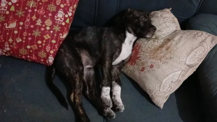 Cachorro raça SRD-ViraLata idade 2 a 6 meses nome Pitucha