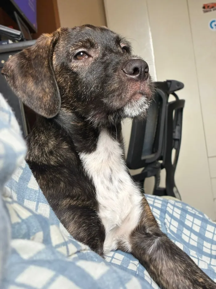 Cachorro raça SRD-ViraLata idade 2 a 6 meses nome Pitucha