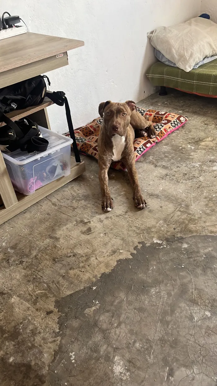 Cachorro raça Pit-Bull idade 7 a 11 meses nome Pandora