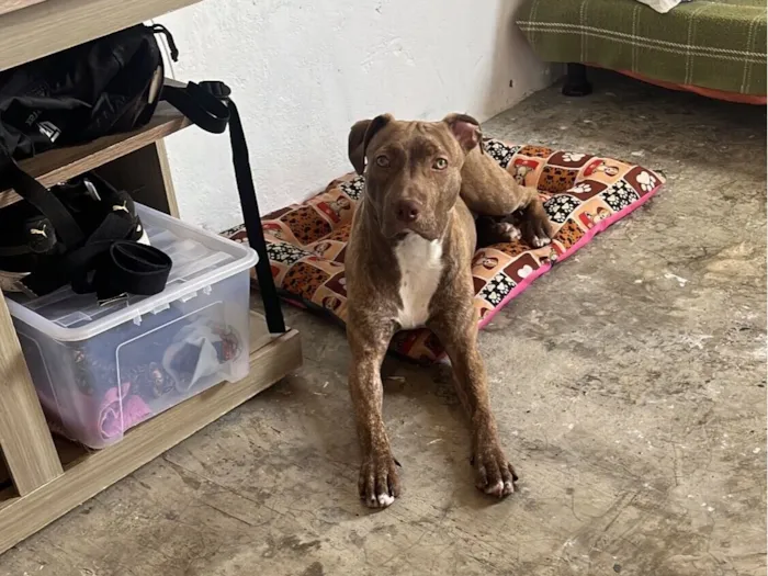 Cachorro raça Pit-Bull idade 7 a 11 meses nome Pandora