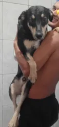 Cachorro raça SRD-ViraLata idade 1 ano nome Apollo