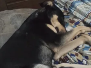 Cachorro raça SRD-ViraLata idade 1 ano nome Apollo