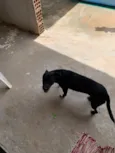 Cachorro raça SRD-ViraLata idade 7 a 11 meses nome Pretinho