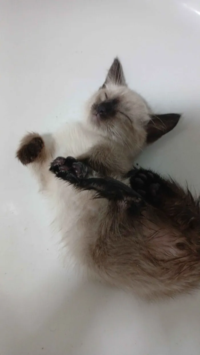 Gato raça Siamês idade Abaixo de 2 meses nome Malenia