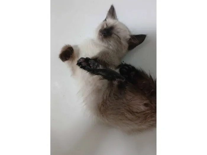 Gato raça Siamês idade Abaixo de 2 meses nome Malenia