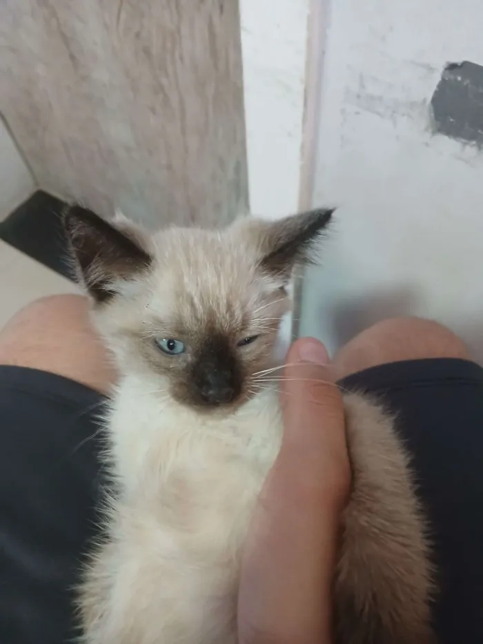 Gato raça Siamês idade Abaixo de 2 meses nome Malenia