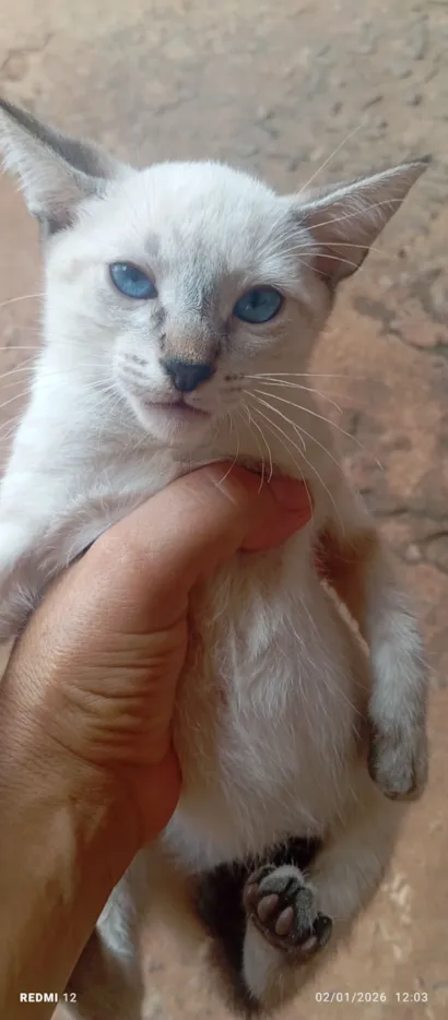 Gato raça SRD-ViraLata idade 2 a 6 meses nome Aparecida Simone Lazarotto dos Santos