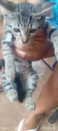 Gato raça SRD-ViraLata idade 2 a 6 meses nome Aparecida Simone Lazarotto dos Santos