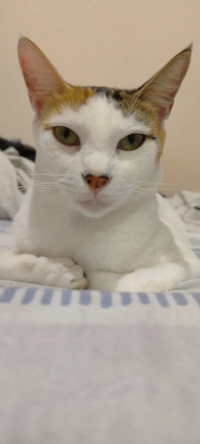 Gato raça SRD-ViraLata idade 1 ano nome Aruna