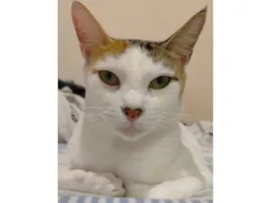 Gato raça SRD-ViraLata idade 1 ano nome Aruna