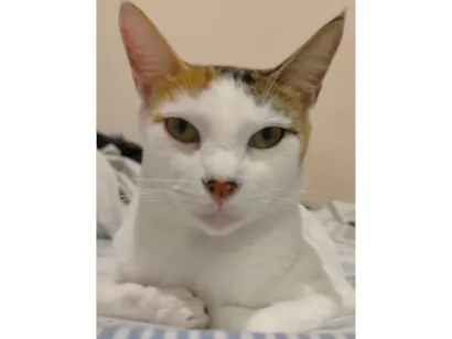 Gato raça SRD-ViraLata idade 1 ano nome Aruna