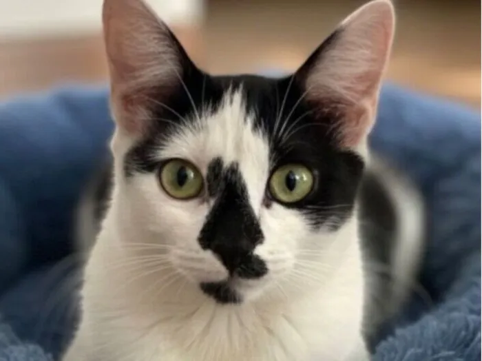 Gato raça SRD-ViraLata idade 2 a 6 meses nome Fred 