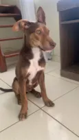Cachorro raça SRD-ViraLata idade 2 a 6 meses nome Sem nome 