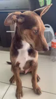 Cachorro raça SRD-ViraLata idade 2 a 6 meses nome Sem nome 