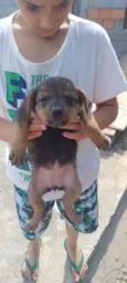 Cachorro raça SRD-ViraLata idade 2 a 6 meses nome Sem nome