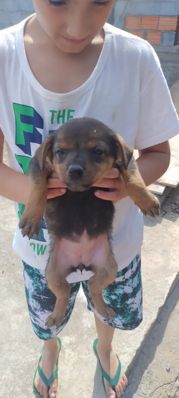 Cachorro raça SRD-ViraLata idade 2 a 6 meses nome Sem nome