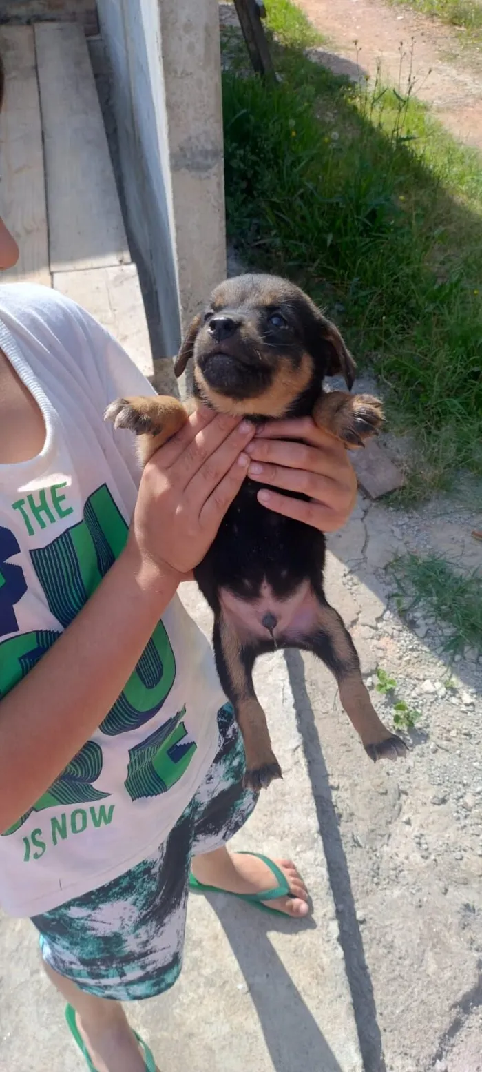 Cachorro raça SRD-ViraLata idade 2 a 6 meses nome Sem nome