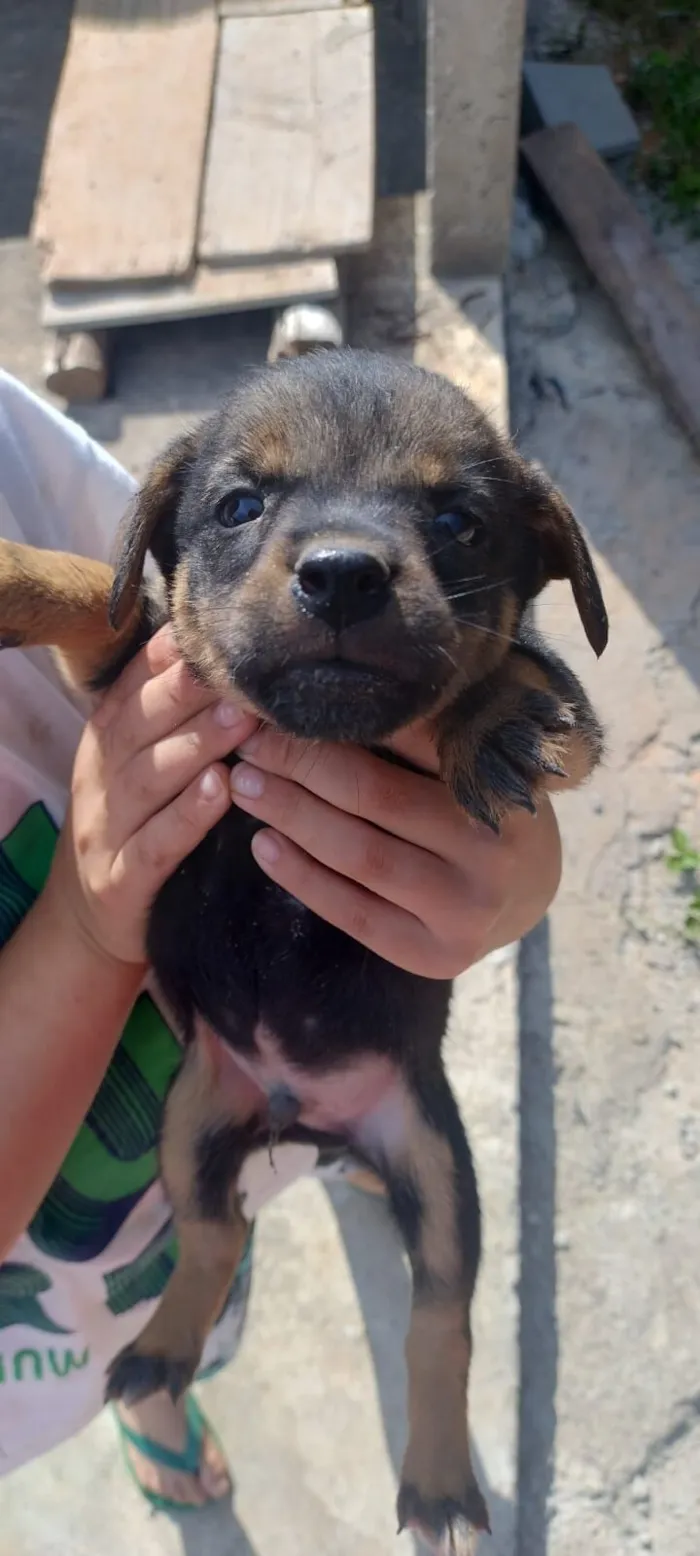 Cachorro raça SRD-ViraLata idade Abaixo de 2 meses nome Sem nome