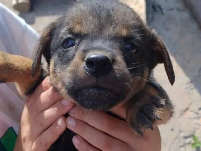 Cachorro raça SRD-ViraLata idade Abaixo de 2 meses nome Sem nome