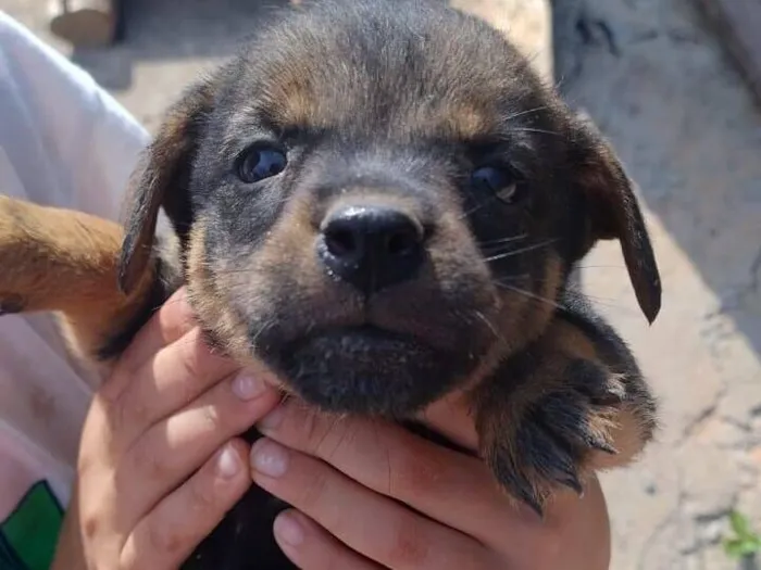 Cachorro raça SRD-ViraLata idade Abaixo de 2 meses nome Sem nome