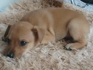 Cachorro raça SRD-ViraLata idade 2 a 6 meses nome Leca 