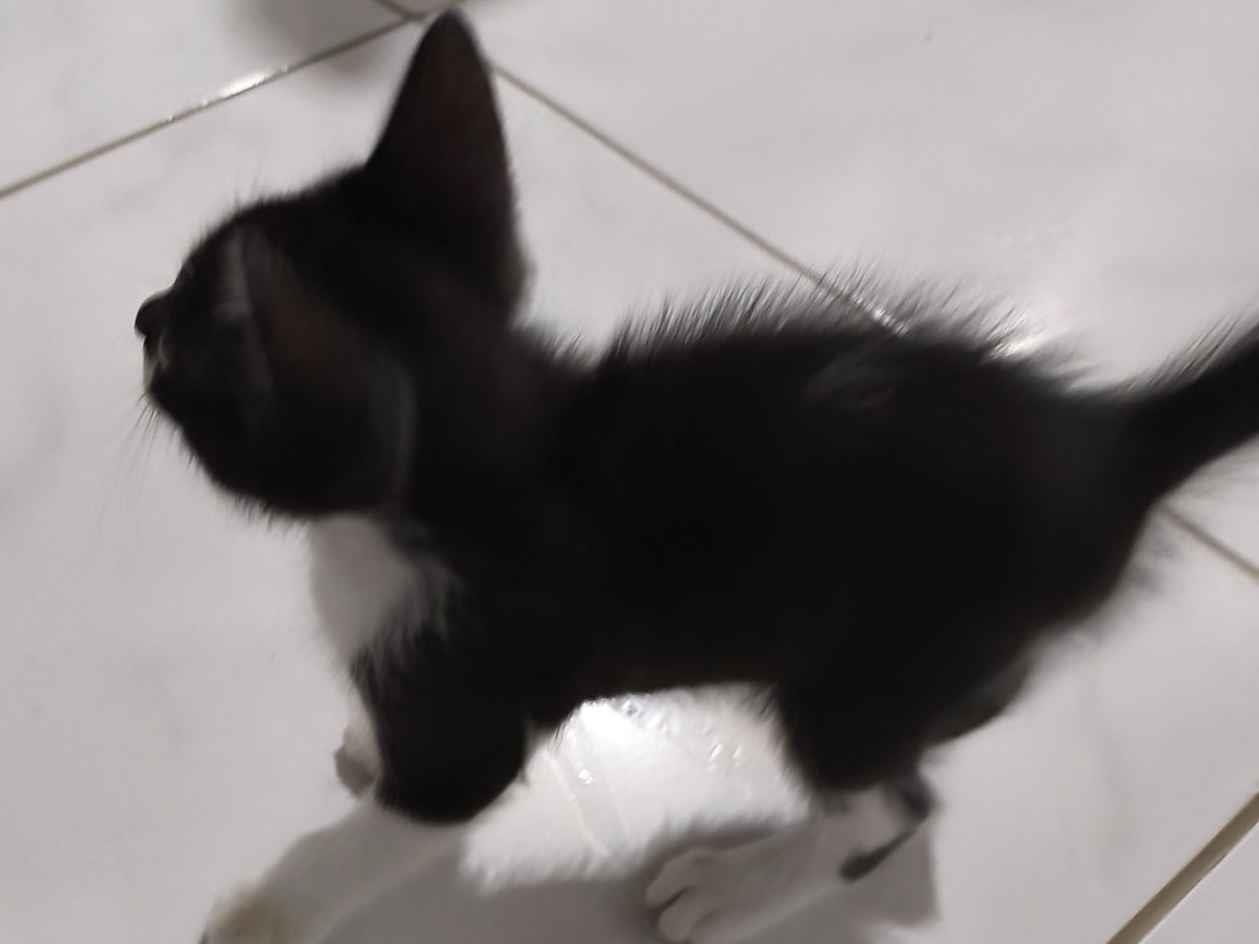 Gato raça SRD-ViraLata idade 2 a 6 meses nome Frajola 