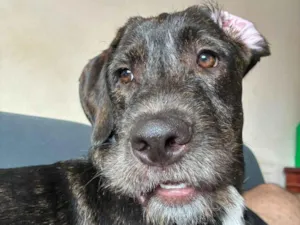 Cachorro raça SRD-ViraLata idade 2 a 6 meses nome Pitucha