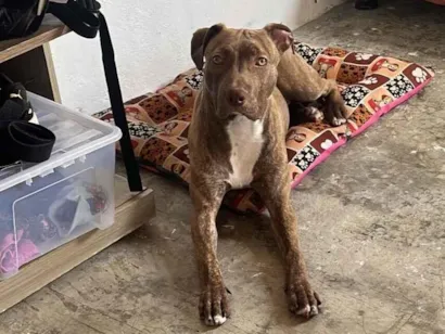 Cachorro raça Pit-Bull idade 7 a 11 meses nome Pandora