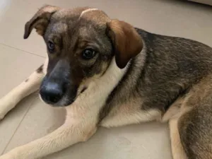 Cachorro raça SRD-ViraLata idade 7 a 11 meses nome Balinha 
