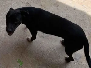 Cachorro raça SRD-ViraLata idade 7 a 11 meses nome Pretinho