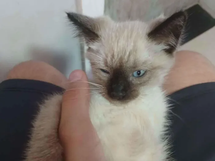 Gato raça Siamês idade Abaixo de 2 meses nome Malenia
