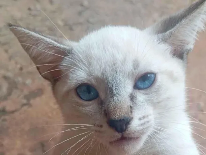 Gato raça SRD-ViraLata idade 2 a 6 meses nome Aparecida Simone Lazarotto dos Santos